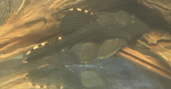 Orangesaum Rüsselzahnwels L91, Leporacanthicus triactis L91,15-17 cm
